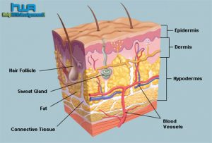 skin and its functions